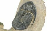 Zlichovaspis Trilobite With Crotalocephalina - Atchana, Morocco #363239-10